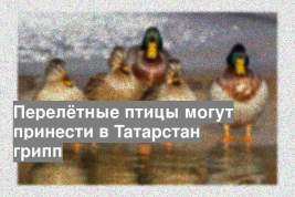 Перелётные птицы могут принести в Татарстан грипп