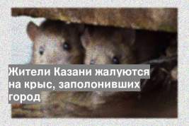 Жители Казани жалуются на крыс, заполонивших город