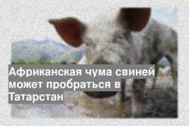Африканская чума свиней может пробраться в Татарстан