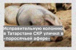 Исправительную колонию в Татарстане СКР уличил в «поросячьей афере»