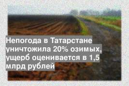 Непогода в Татарстане уничтожила 20% озимых, ущерб оценивается в 1,5 млрд рублей