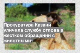 Прокуратура Казани уличила службу отлова в жестком обращении с животными