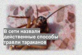 В сети назвали действенные способы травли тараканов