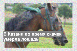 В Казани во время скачек умерла лошадь