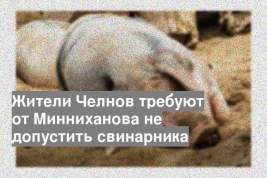 Жители Челнов требуют от Минниханова не допустить свинарника