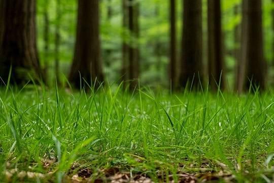 В Татарстане проснулись клещи